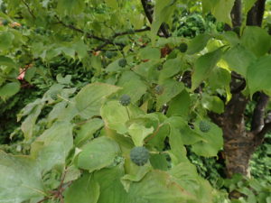 ヤマボウシ　果実2